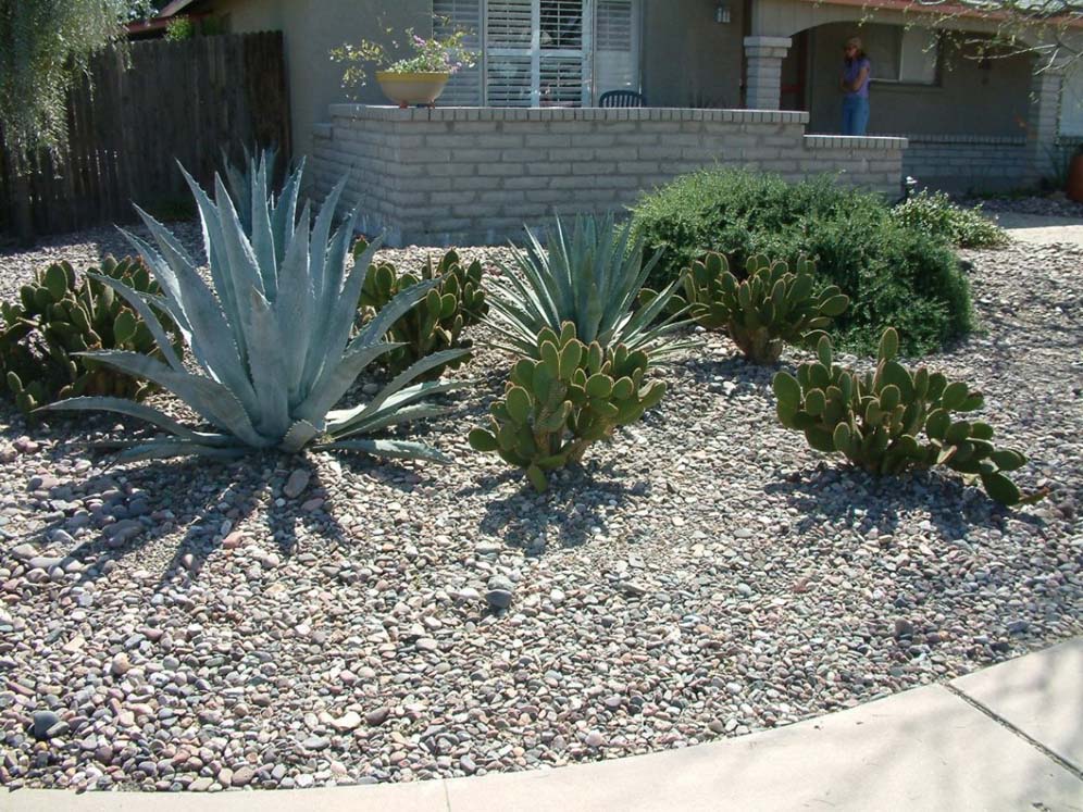 Agaves and Shrubs