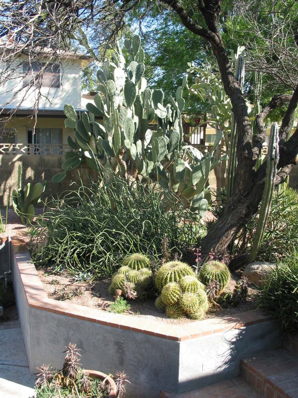 Sunken Garden Cactus