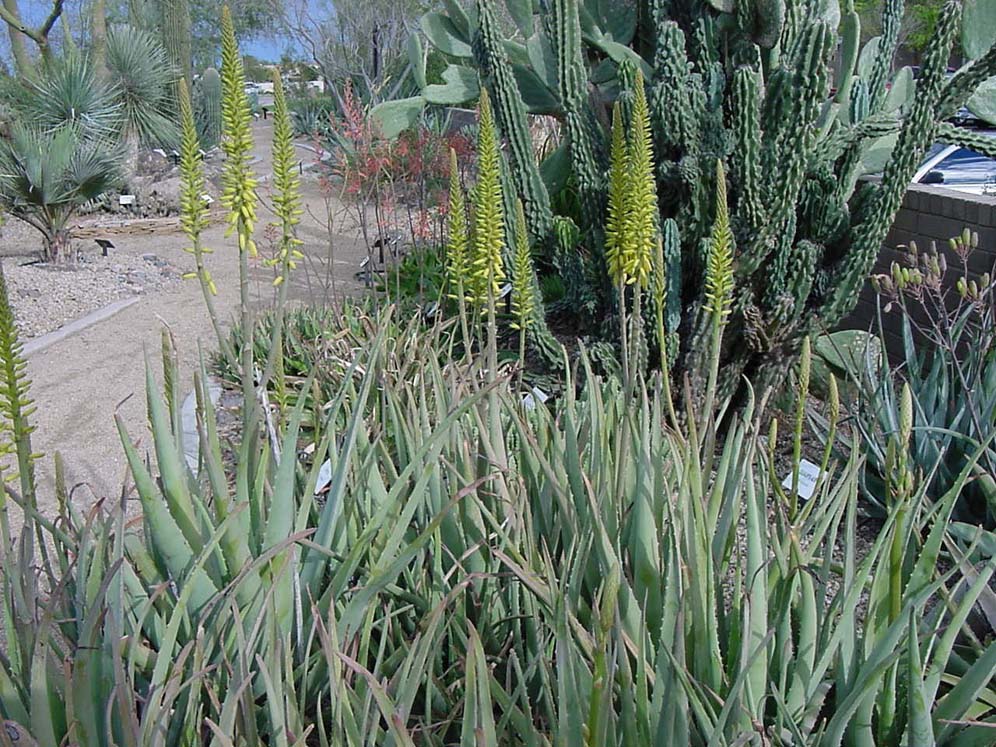 Sea of Aloes