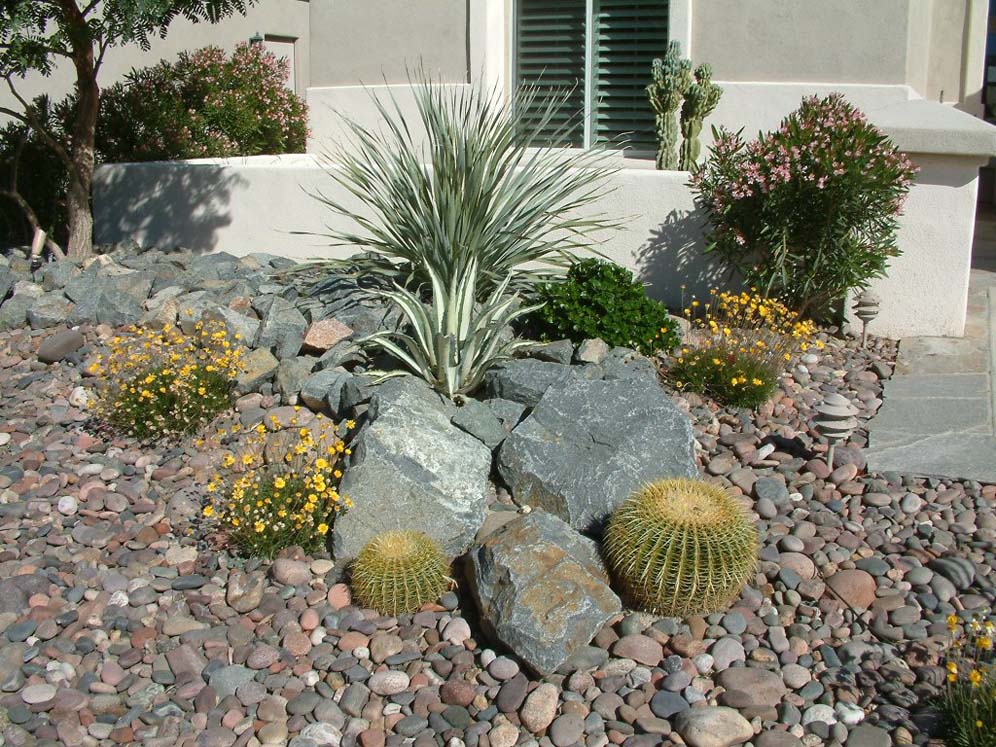 Barrel Cactus and Buddies