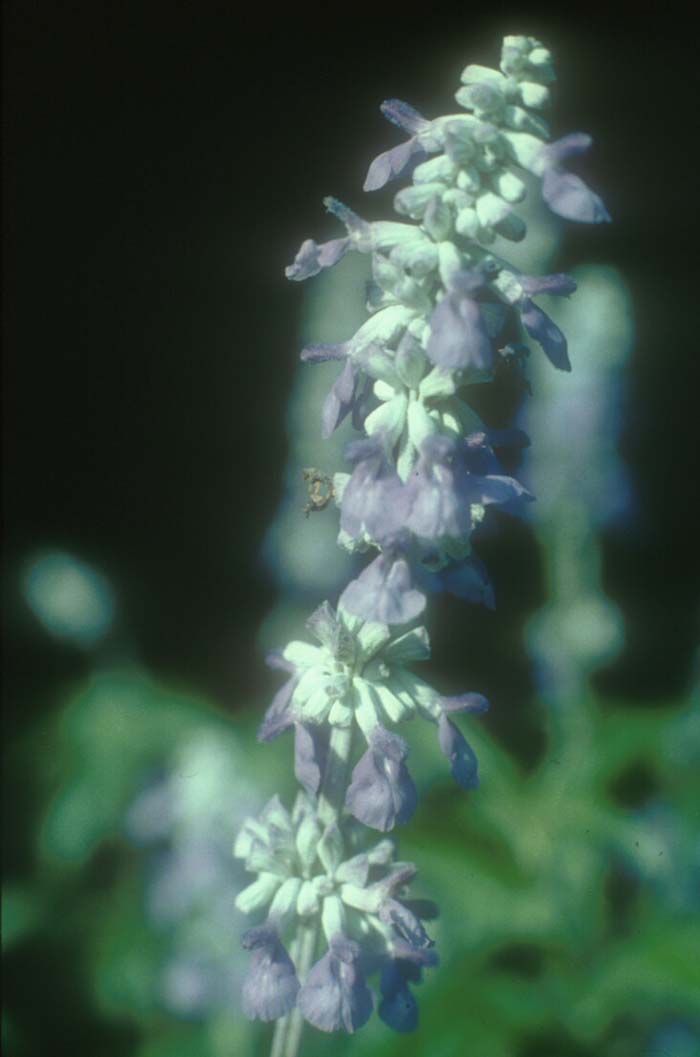 Plant photo of: Salvia farinacea