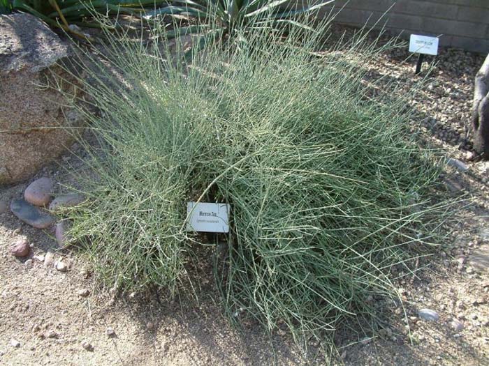 Plant photo of: Ephedra nevadensis