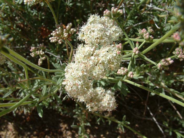 Plant photo of: Eriogonum fasciculatum polifolium