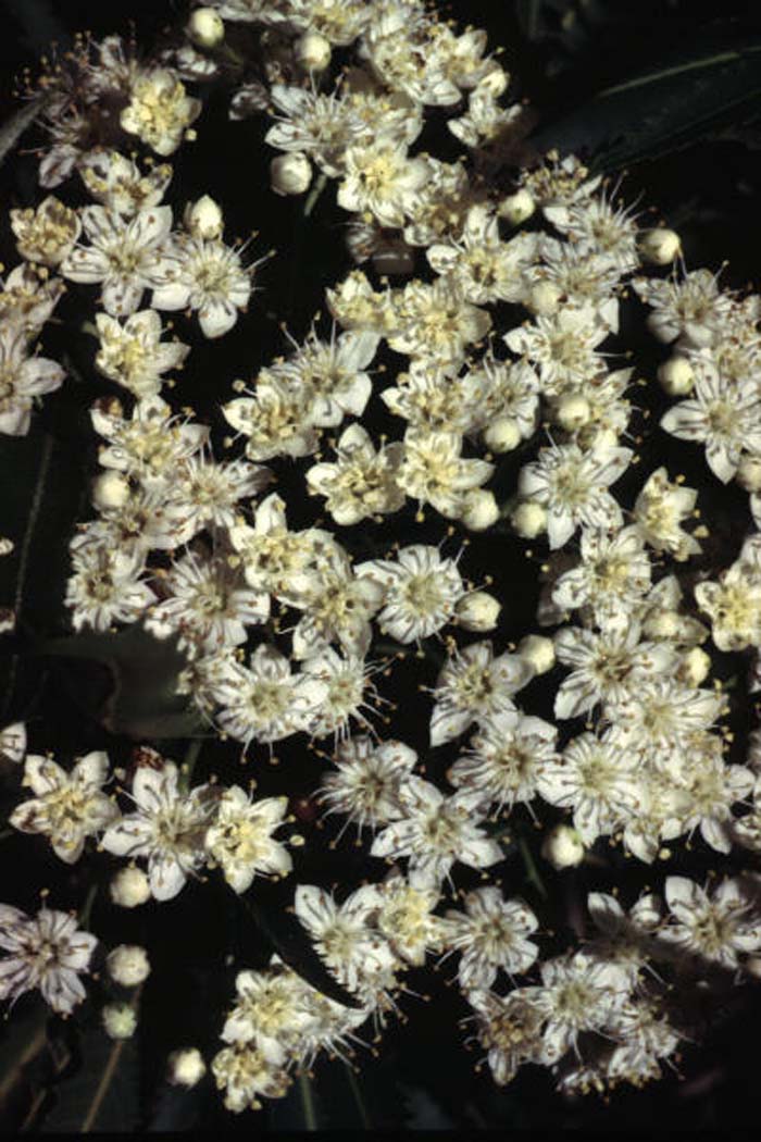 Plant photo of: Vauquelinia californica ssp. pauciflora