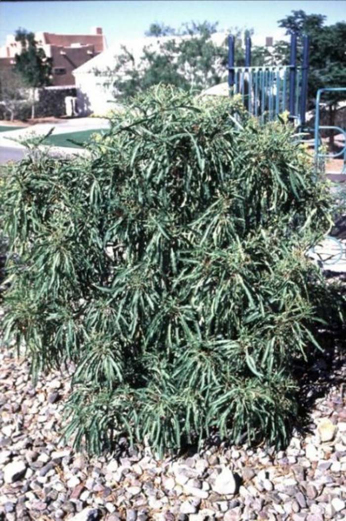 Plant photo of: Vauquelinia corymbosa heterodon