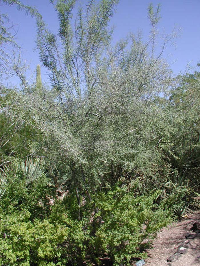 Ziziphus obtusifolia v. canescens