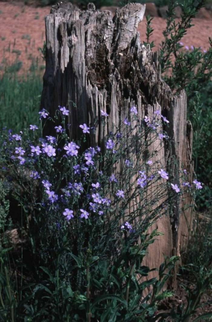Blue Flax, Prairie Flower