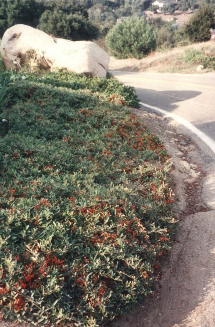 Plant photo of: Pyracantha koidzumii 'Santa Cruz'
