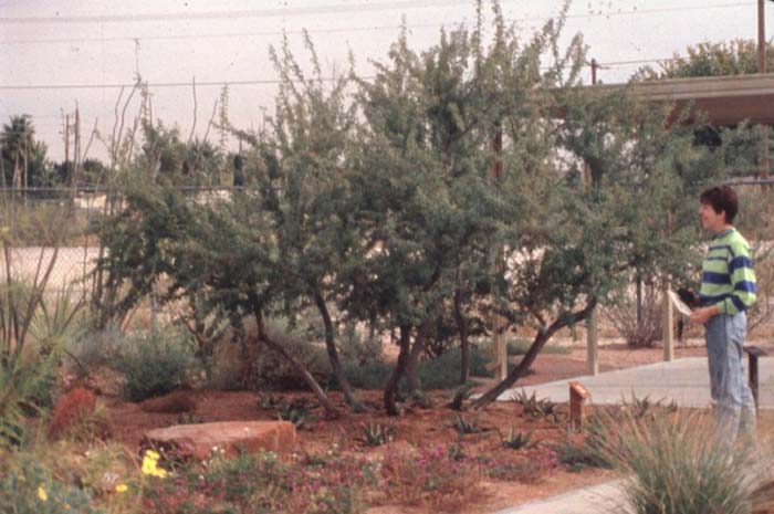 Plant photo of: Acacia greggii