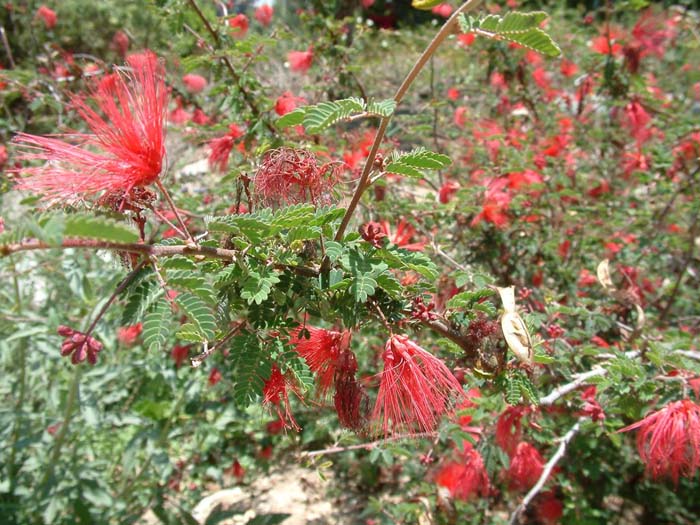Plant photo of: Calliandra californica