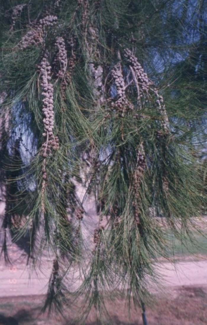 Plant photo of: Casuarina stricta
