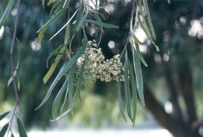 Plant photo of: Geijera parviflora