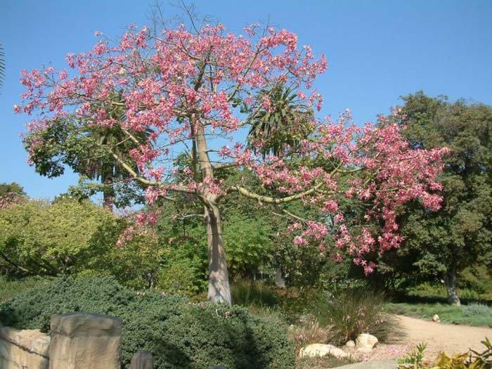 Silk Floss Tree