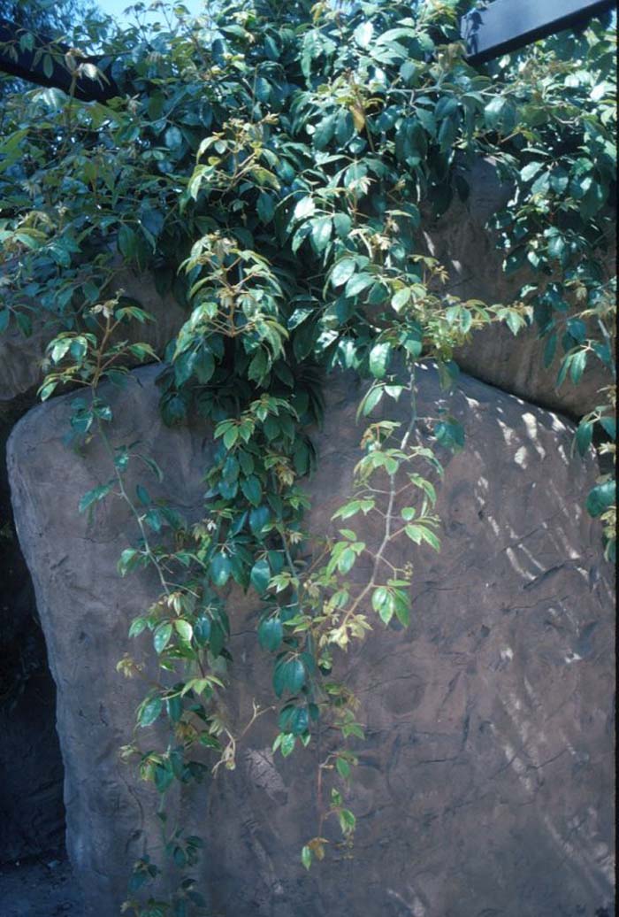 Grape Ivy, Venezuela Treebine