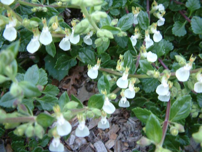 Plant photo of: Teucrium chamaedrys