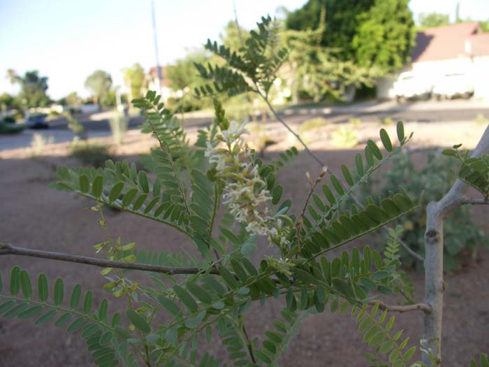 Plant photo of: Eysenhardtia orthocarpa