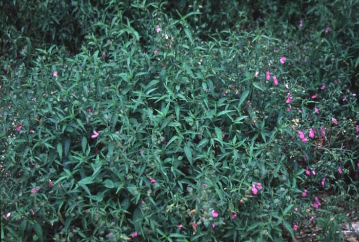 Plant photo of: Dicliptera resupinata