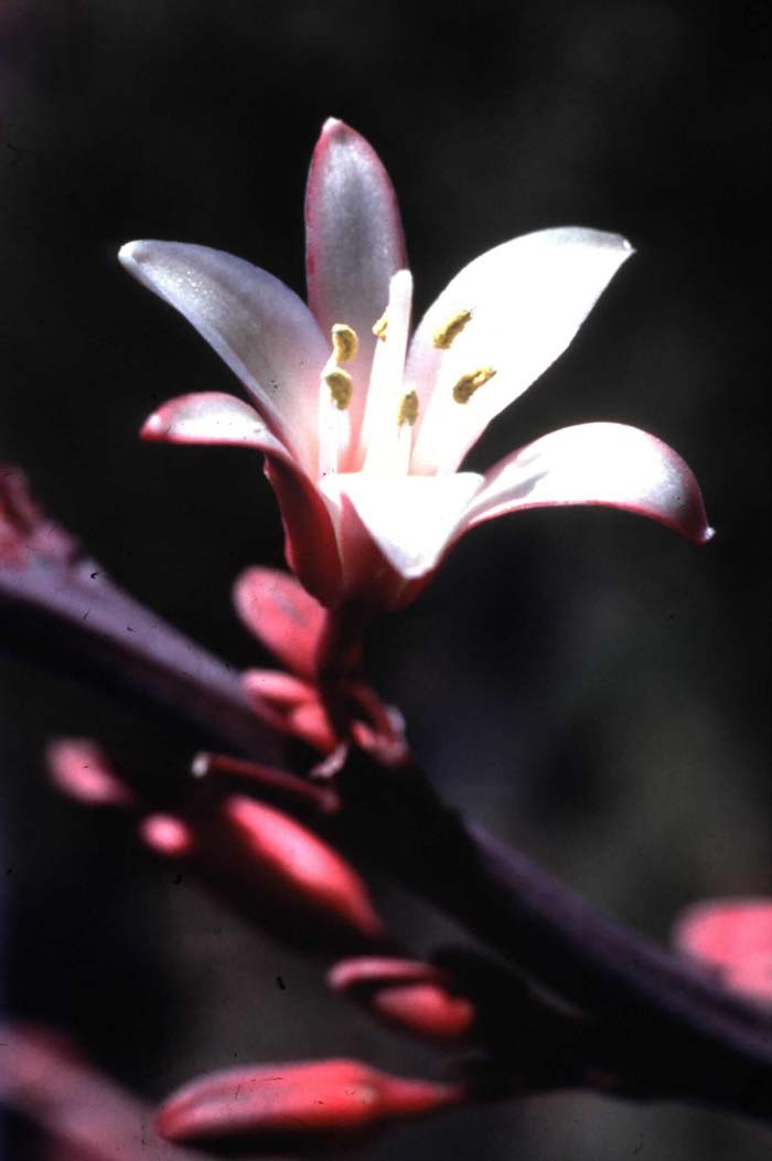 Plant photo of: Hesperaloe campanulata