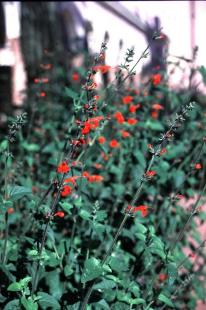 Salvia coccinea 'Lady in Red'