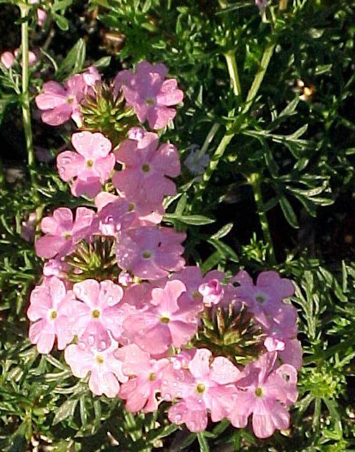 Plant photo of: Verbena pulchella 'Edith'