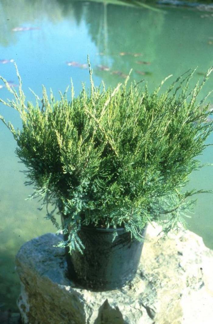 Plant photo of: Juniperus chinensis 'Mint Julep'