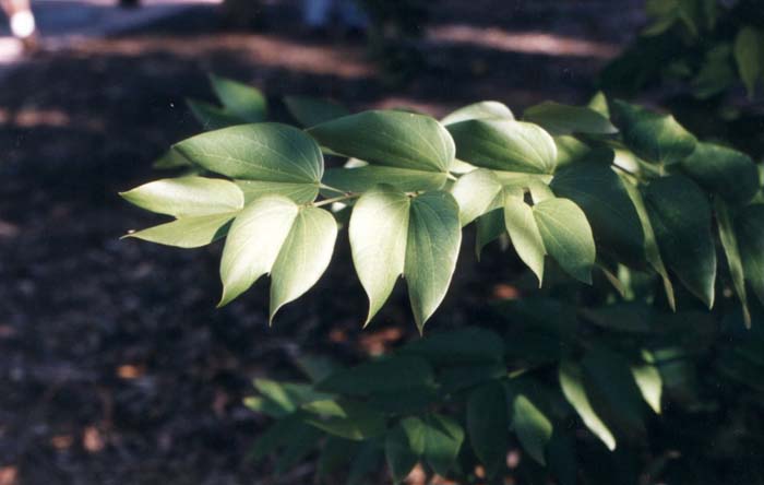 Plant photo of: Bauhinia forficata