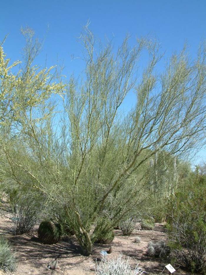 Plant photo of: Parkinsonia microphylla