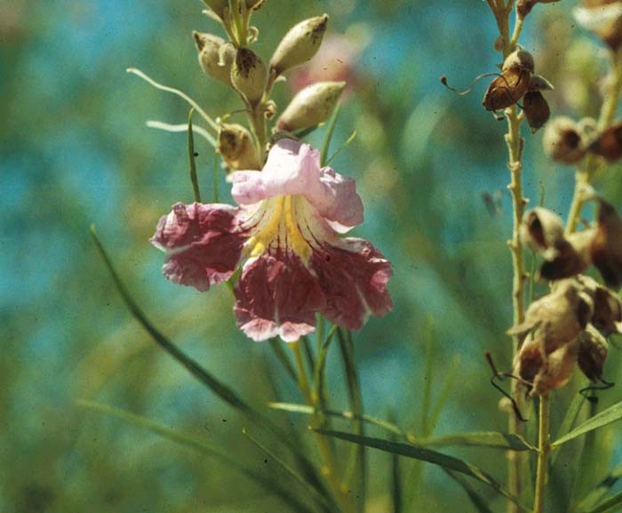Plant photo of: Chilopsis linearis