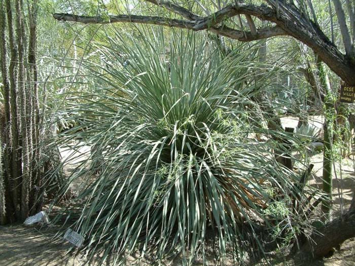 Plant photo of: Dasylirion wheeleri