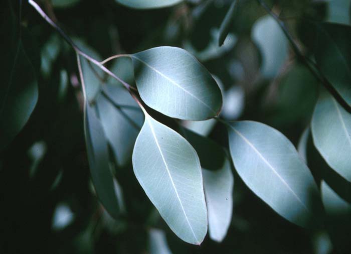 Plant photo of: Eucalyptus polyanthemos 'Polydan'