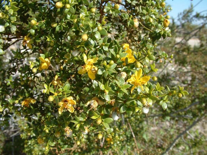 Plant photo of: Larrea tridentata