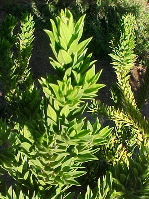 Plant photo of: Myrtus communis 'Boetica'