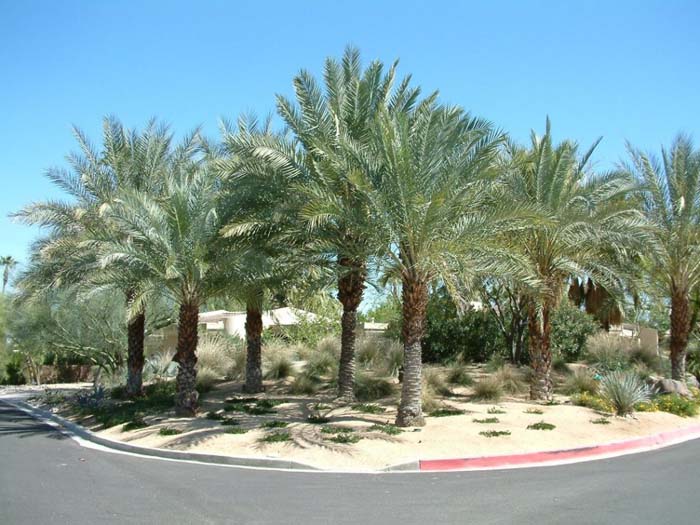 Date Palm, Arabian Desert Date Palm