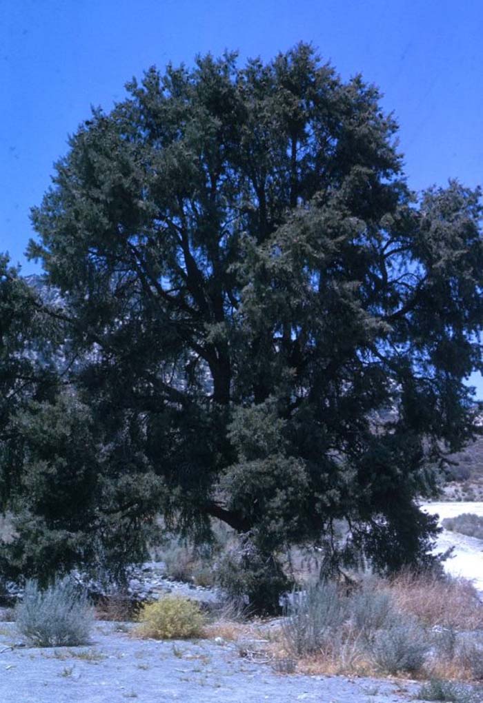 Pinon Pine, Pinyon or Nut Pine
