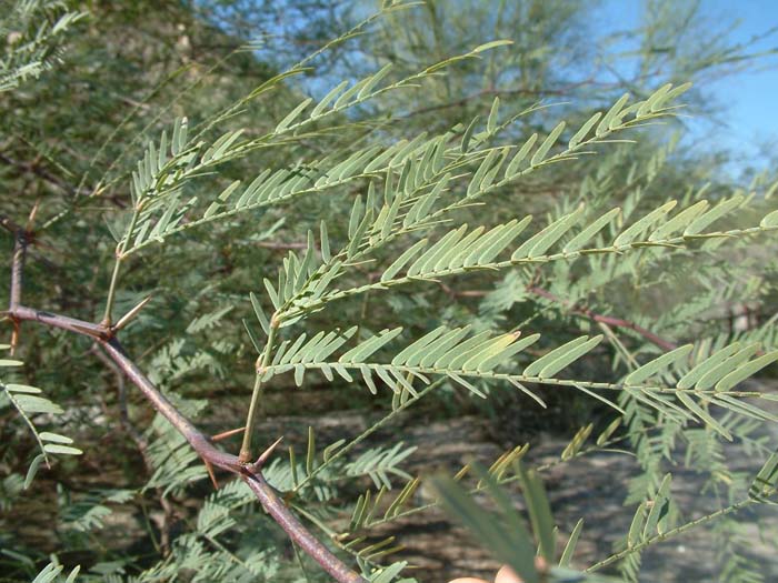 Plant photo of: Prosopis alba