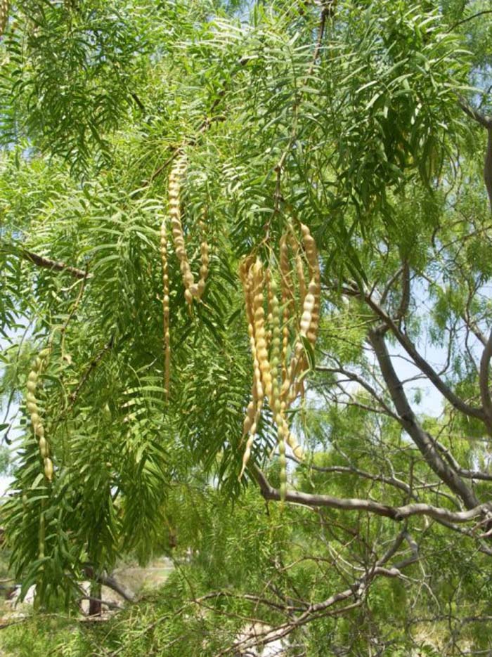 Plant photo of: Prosopis glandulosa