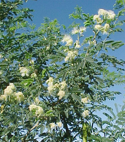 Plant photo of: Havardia mexicana