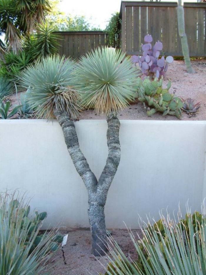 Plant photo of: Yucca brevifolia