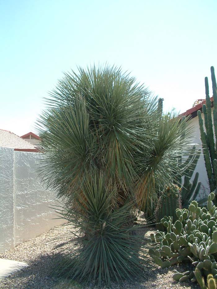 Plant photo of: Yucca elata