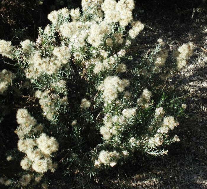 Plant photo of: Ericameria laricifolia
