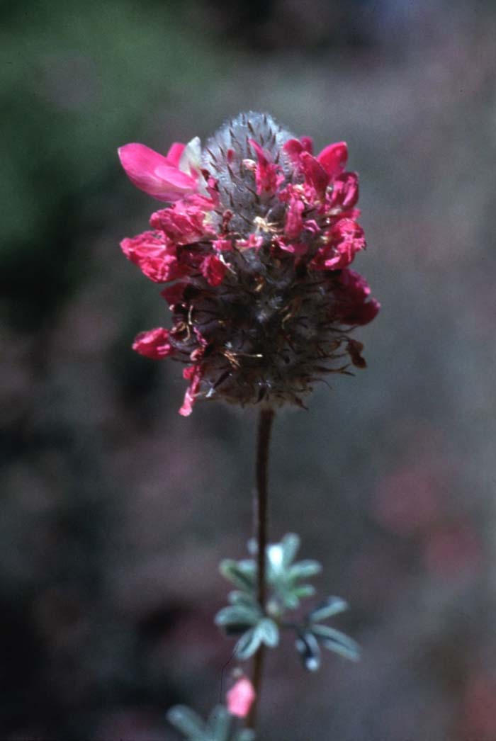 Plant photo of: Dalea pulchra