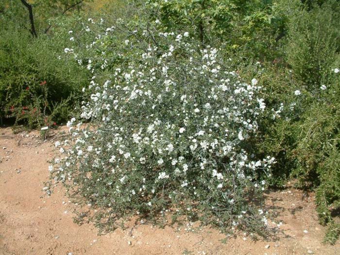 Plant photo of: Cordia parvifolia