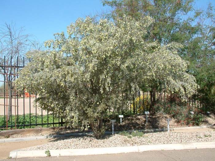 Plant photo of: Acacia craspedocarpa