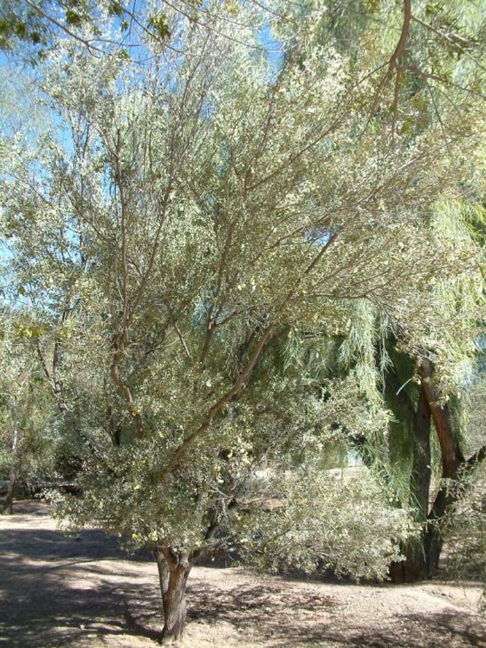 Plant photo of: Acacia craspedocarpa