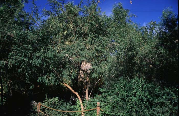 Plant photo of: Acacia pennatula