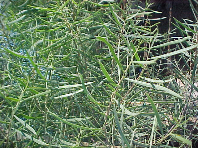 Plant photo of: Acacia salicina