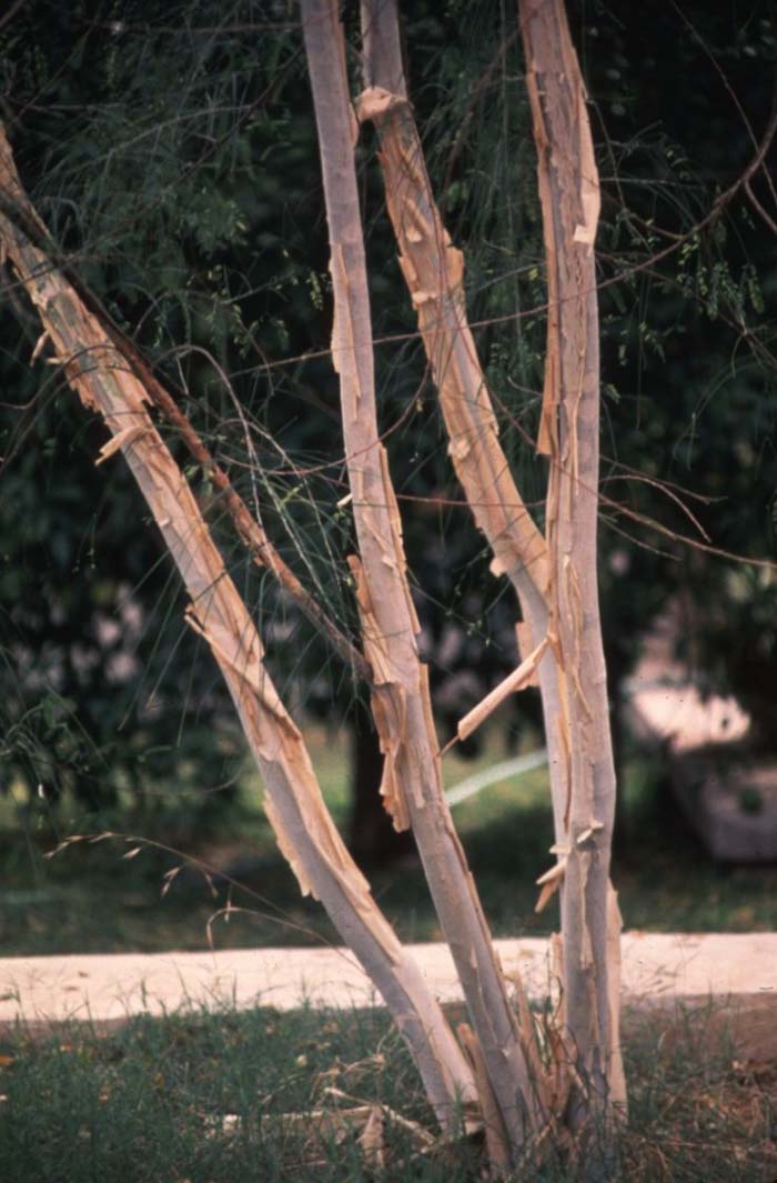 Plant photo of: Acacia willardiana