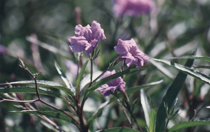 Plant photo of: Ruellia brittoniana