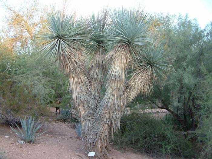 Plant photo of: Yucca rigida