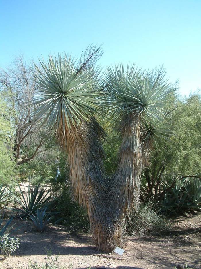 Plant photo of: Yucca rigida